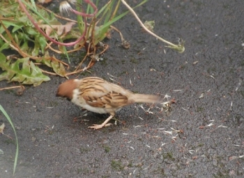 野生の食事